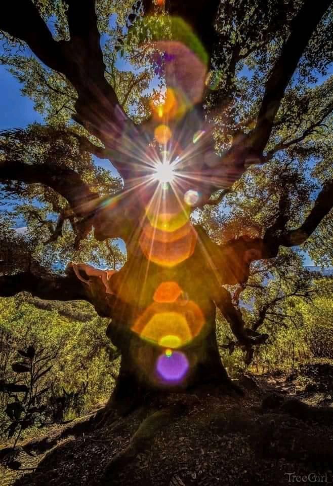 Lumière à travers les branches d'un chêne